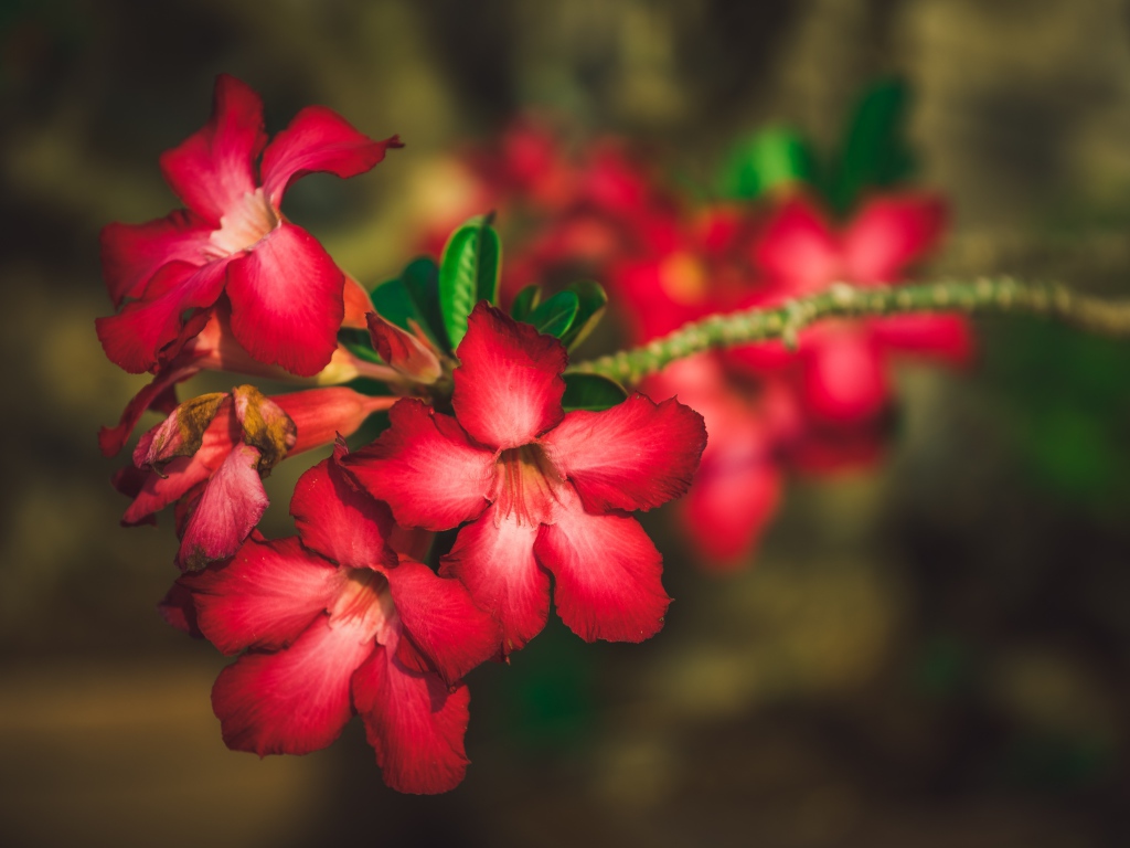 Красные цветы Адениум крупным планом 
