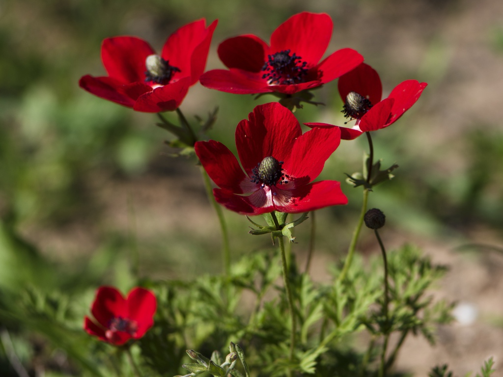 Красные цветы анемона на клумбе летом