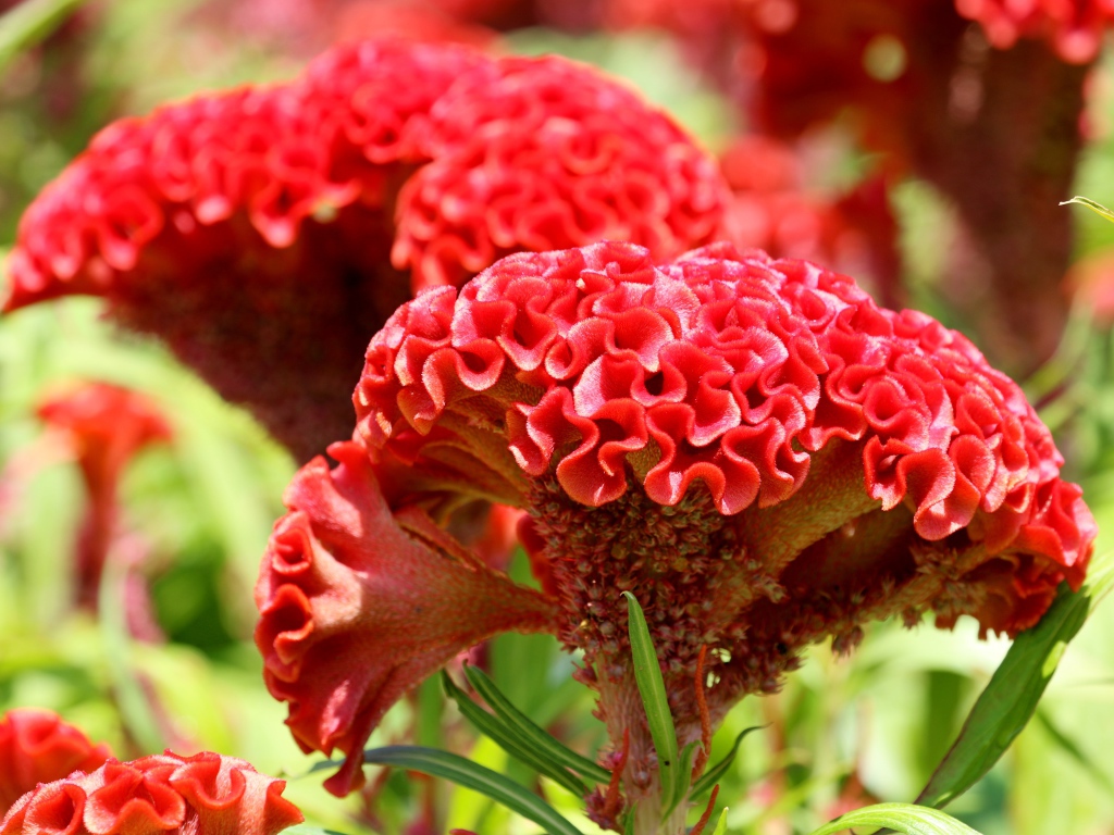 Красный цветок целозия крупным планом 