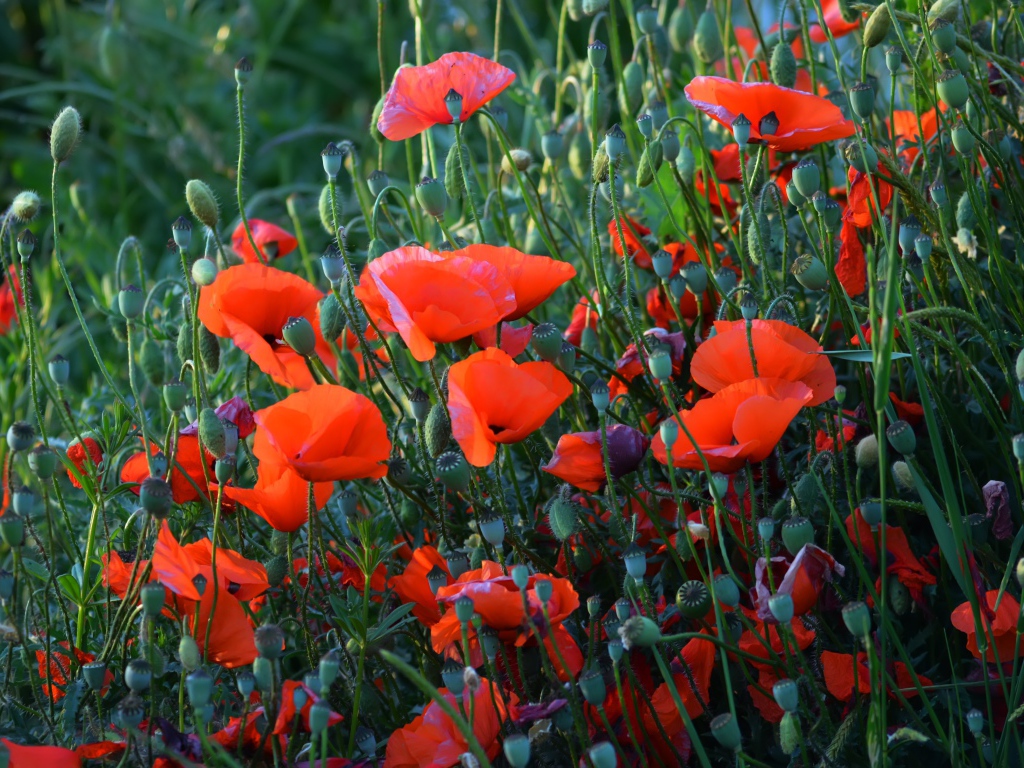 Красные полевые маки с бутонами летом