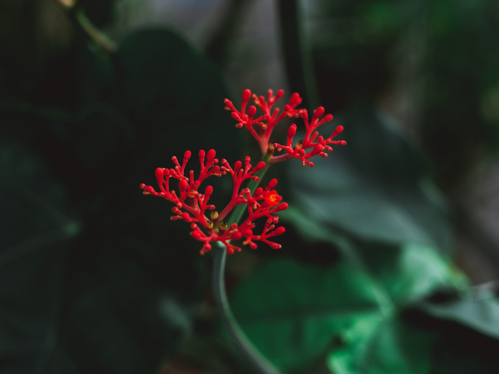 Красный цветок крупным планом