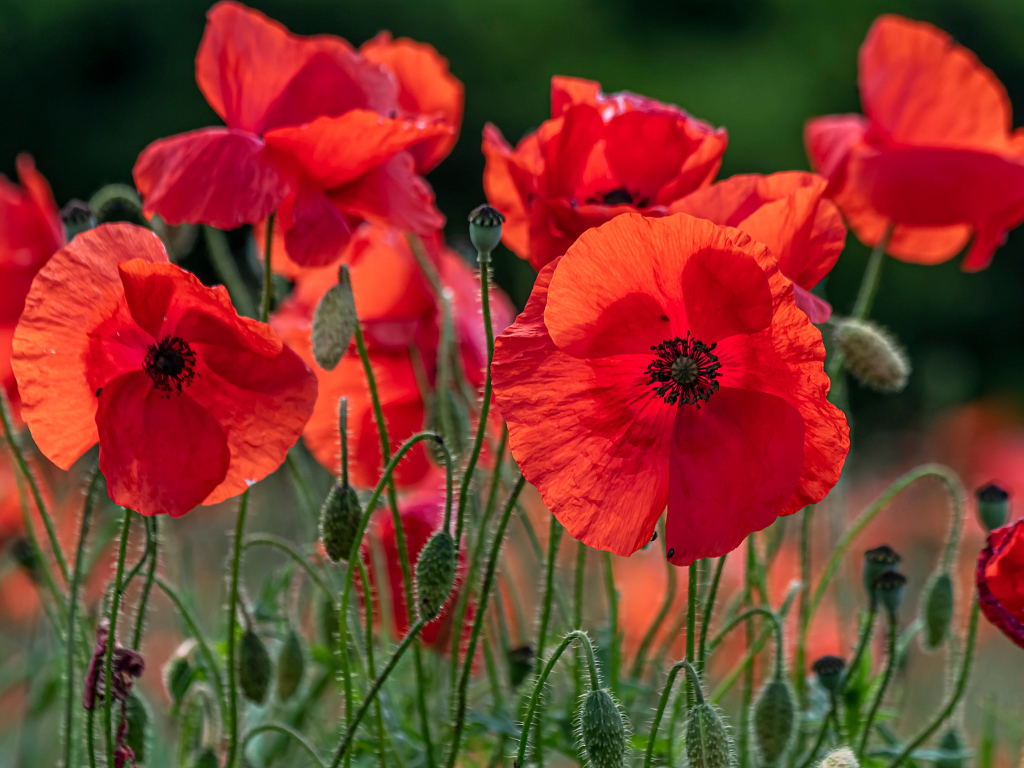 Красные цветы мака с бутонами на поле 