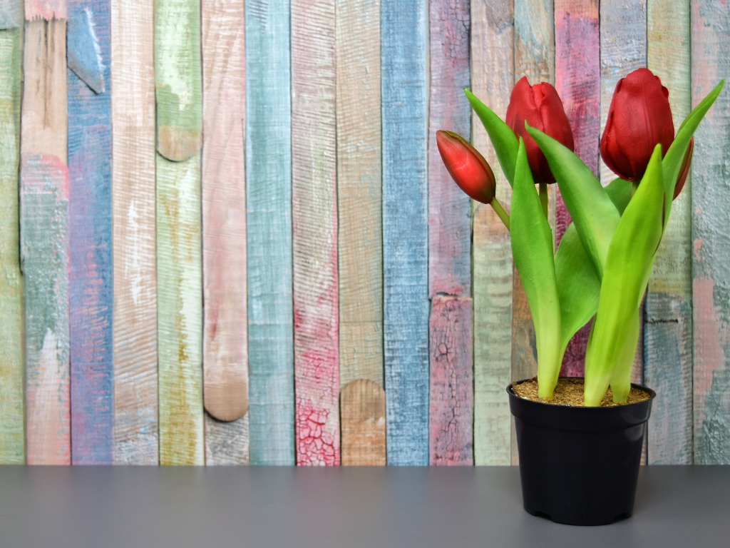 Красные цветы тюльпана в горшке на столе