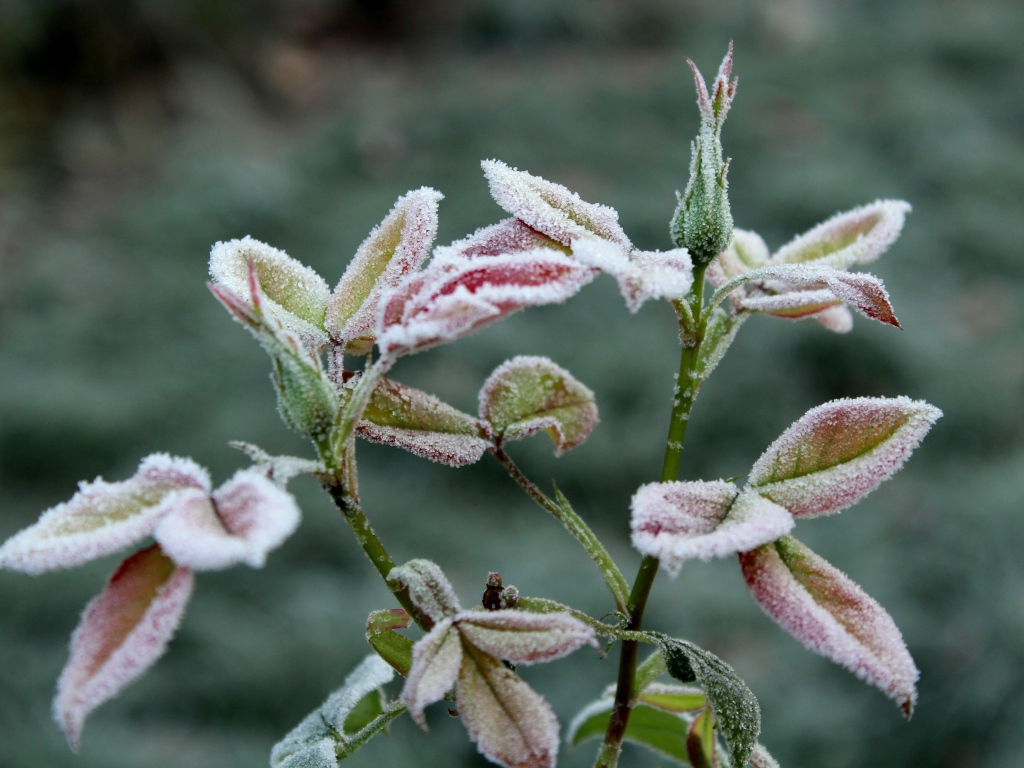 Бутоны роз в холодном инее на клумбе