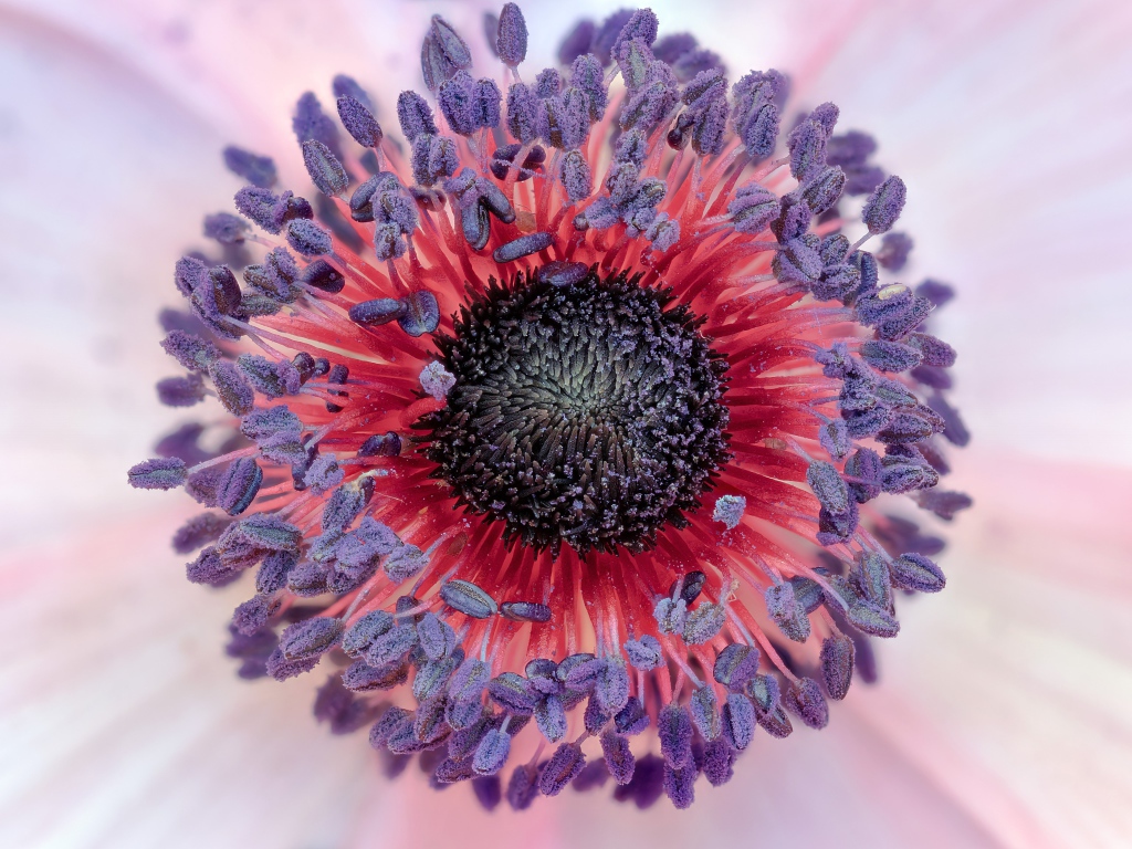 Середина цветка розовой анемоны 