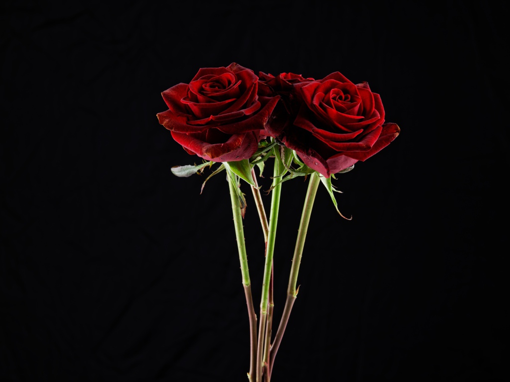 Три  бордовые розы на черном фоне