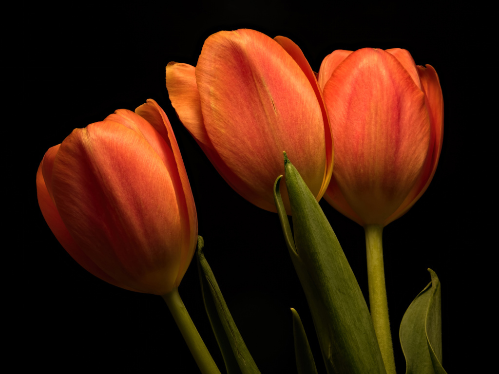 Три оранжевых тюльпана на черном фоне