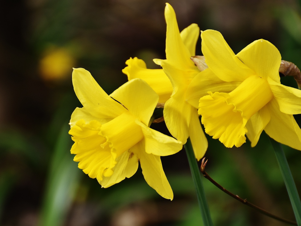 Три  желтых весенних нарцисса крупным планом