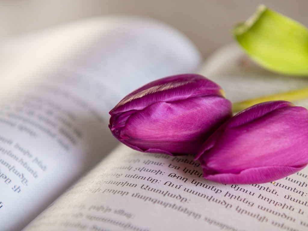 Два сиреневых тюльпана лежат на книге