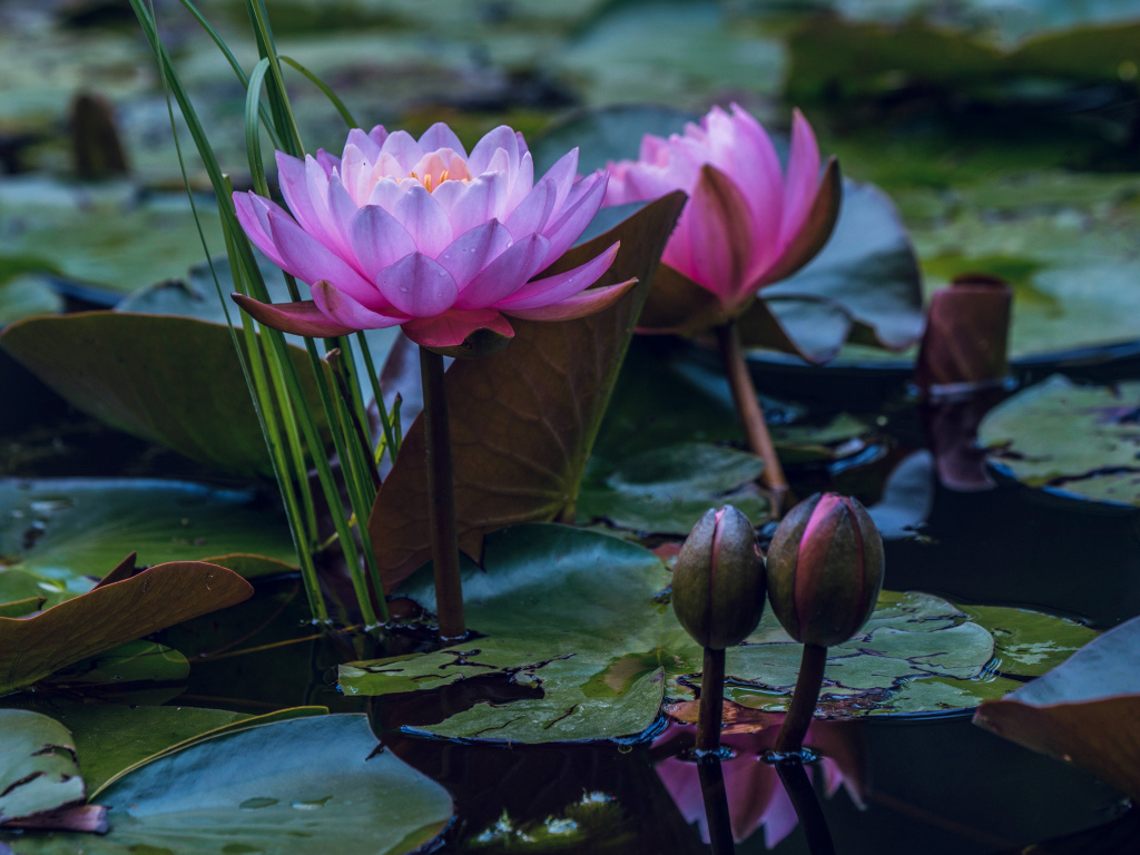Два розовых цветка водяной лилии с бутонами в воде