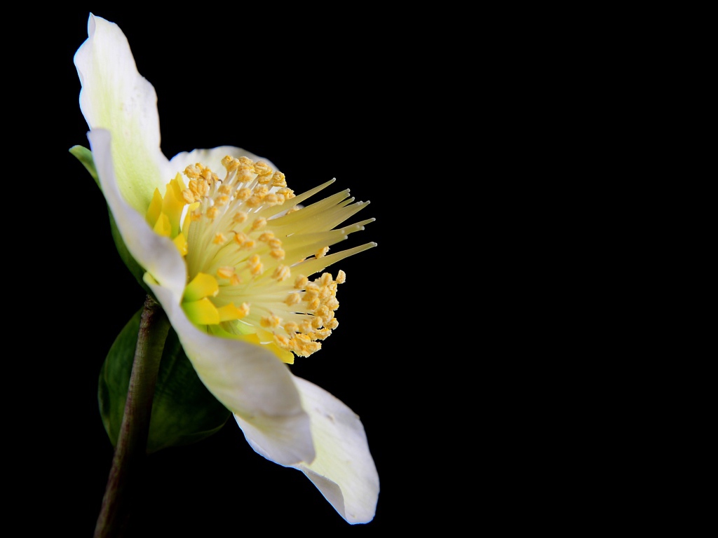 Белый цветок анемоны боком на черном фоне 