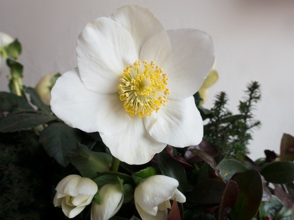 Белый цветок анемоны с бутонами