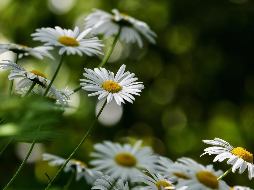 Белые цветы ромашки растут на клумбе 