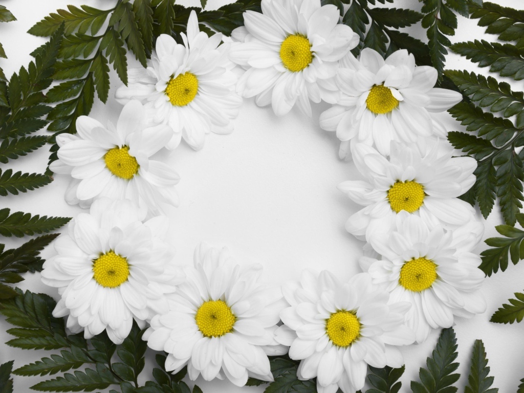 Белые цветы хризантемы с зелеными листьями на белом фоне 