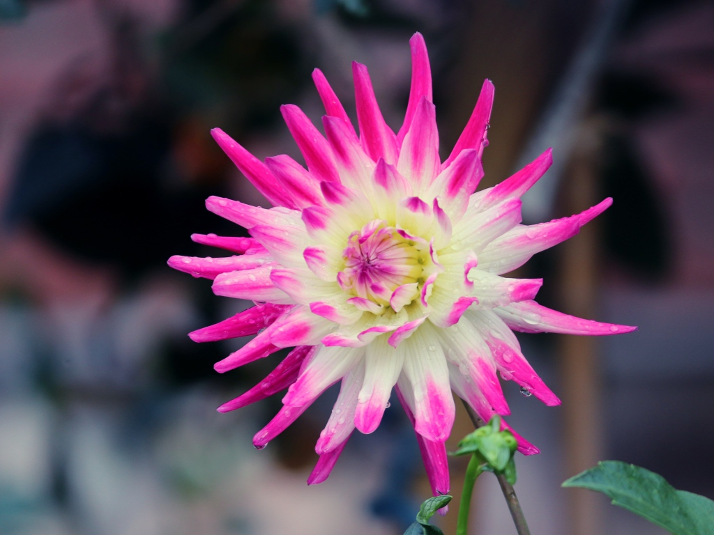 Белая георгина с розовыми лепестками