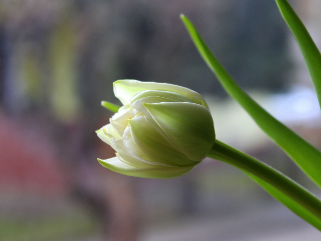 Белый нежный тюльпан с зелеными листьями крупным планом