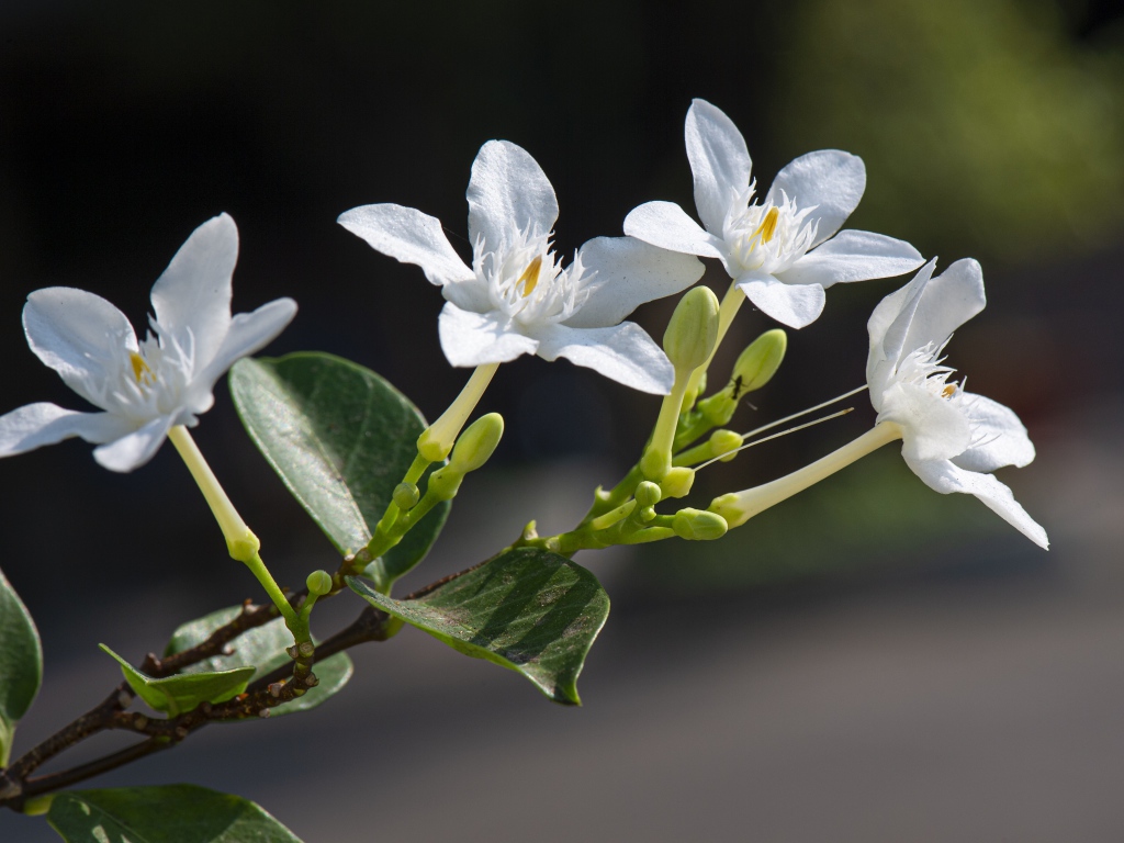 Белые цветы с бутонами и зелеными листьями на ветке 