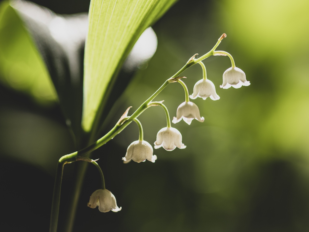 Белые ландыши с зелеными листьями