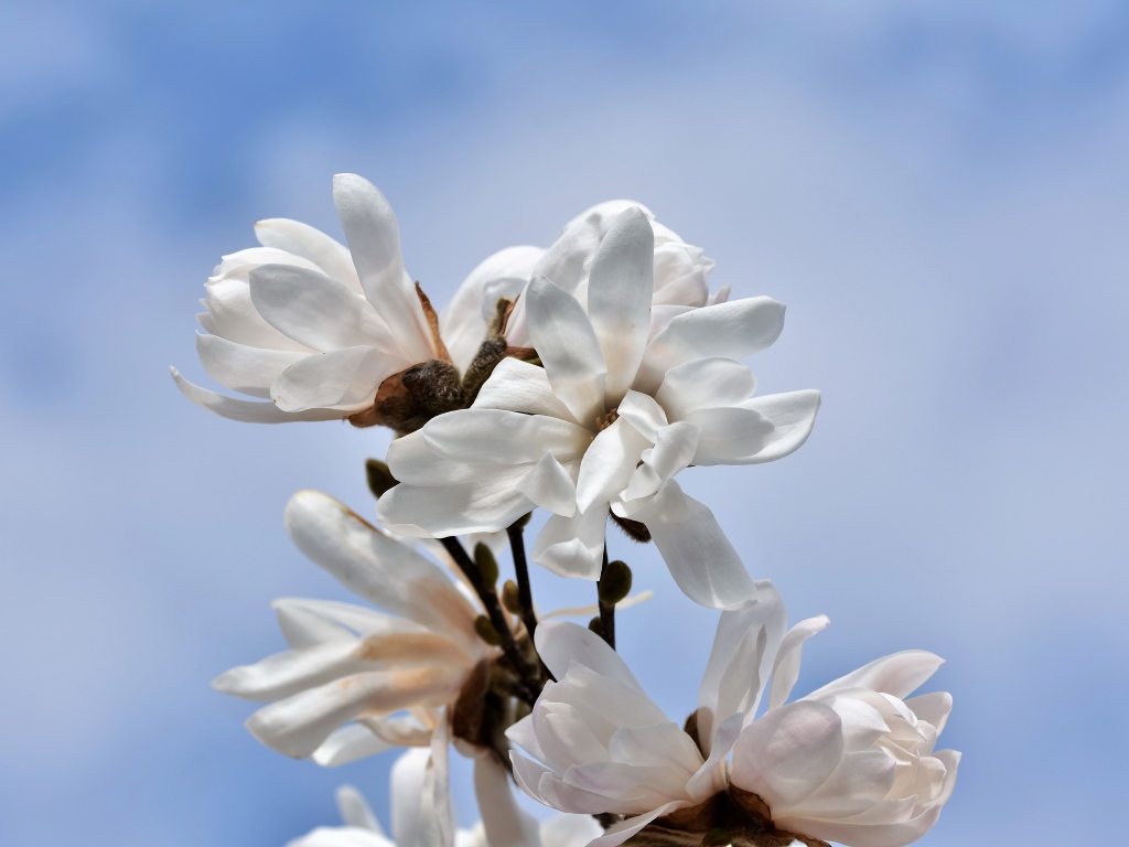 Белые цветы магнолии на голубом фоне