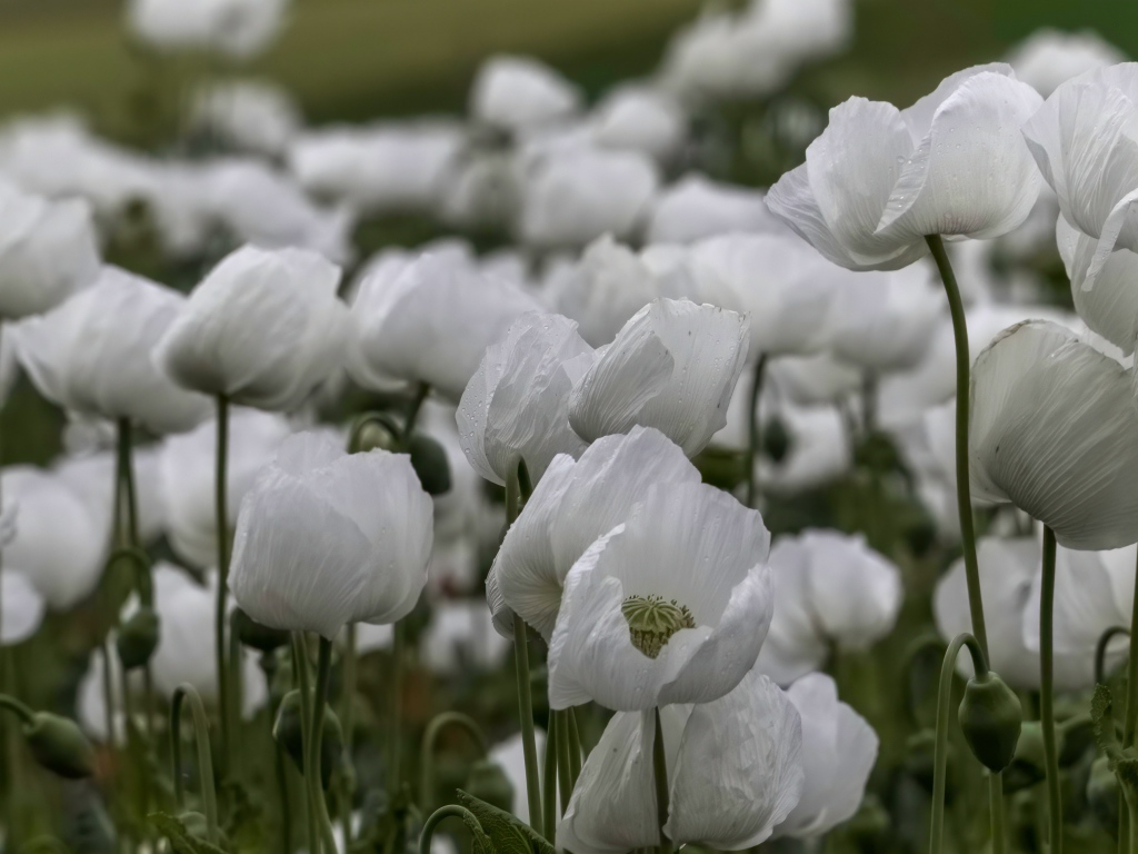 Белые маки с бутонами крупным планом
