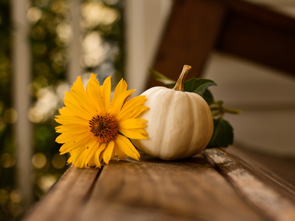 Белая тыква с желтым цветком на лавке 