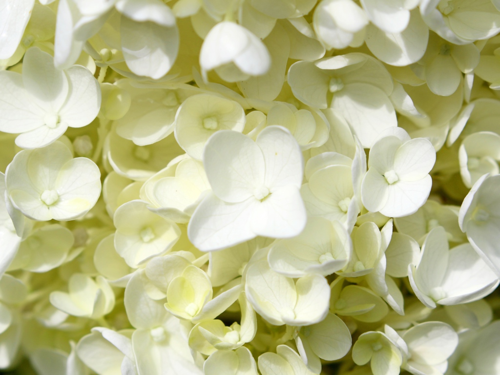 Белые мелкие цветы гортензии крупным планом