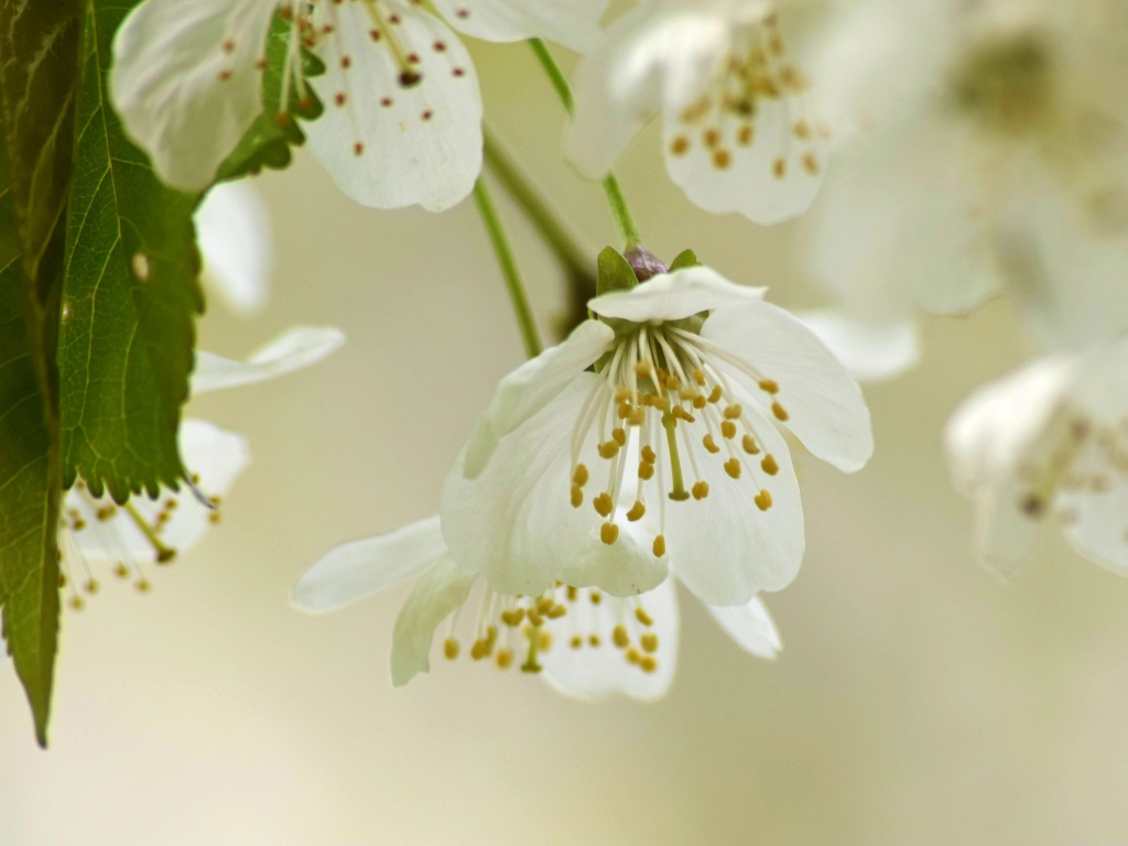 Белые весенние цветы вишни с зелеными листьями 