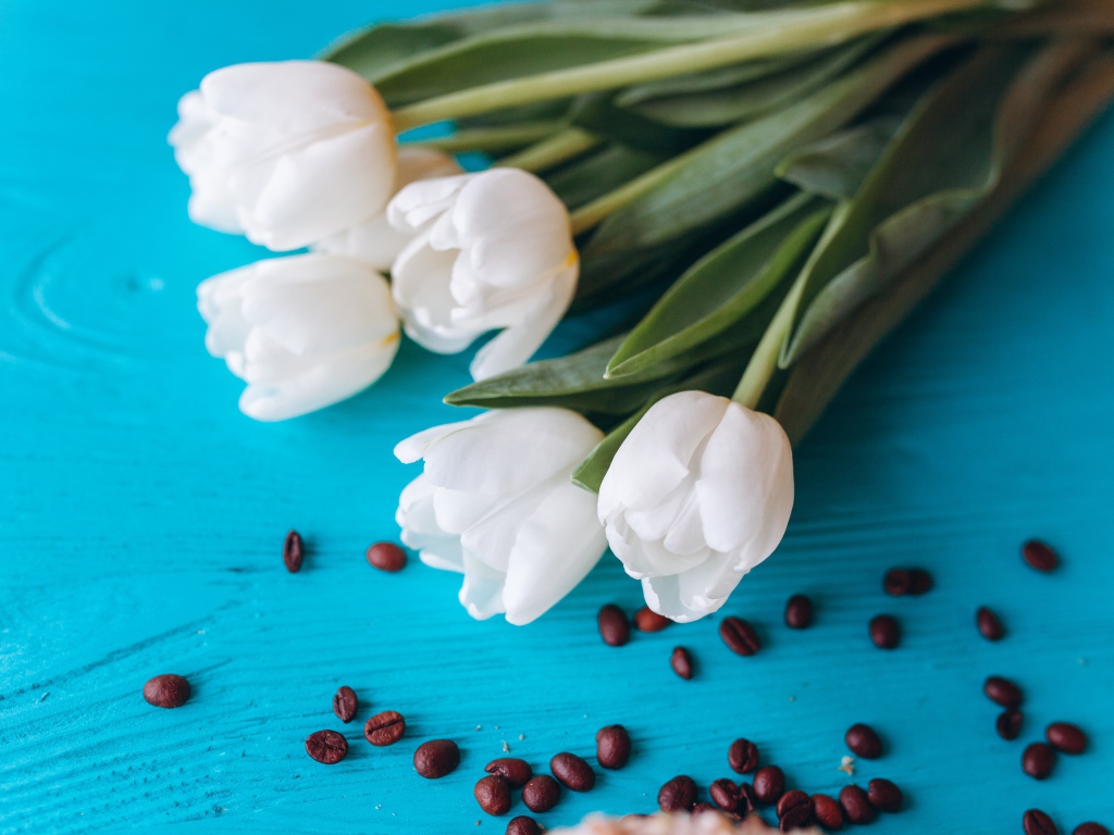 Белые тюльпаны на голубом столе с кофейными зернами