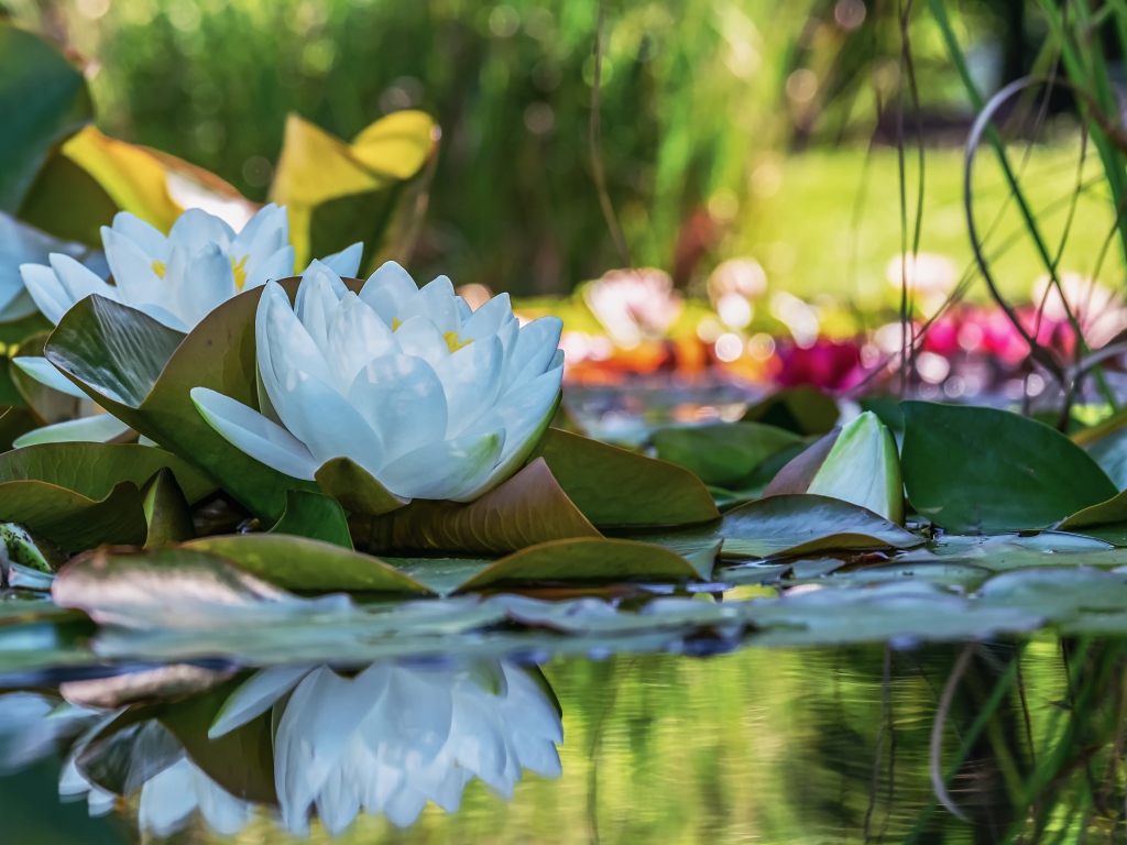 Белые цветы водяной лилии отражаются в воде
