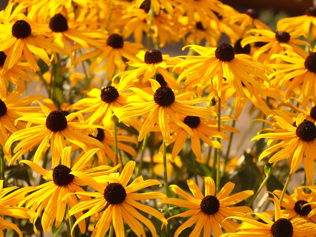 Желтые цветы рудбекия на клумбе 