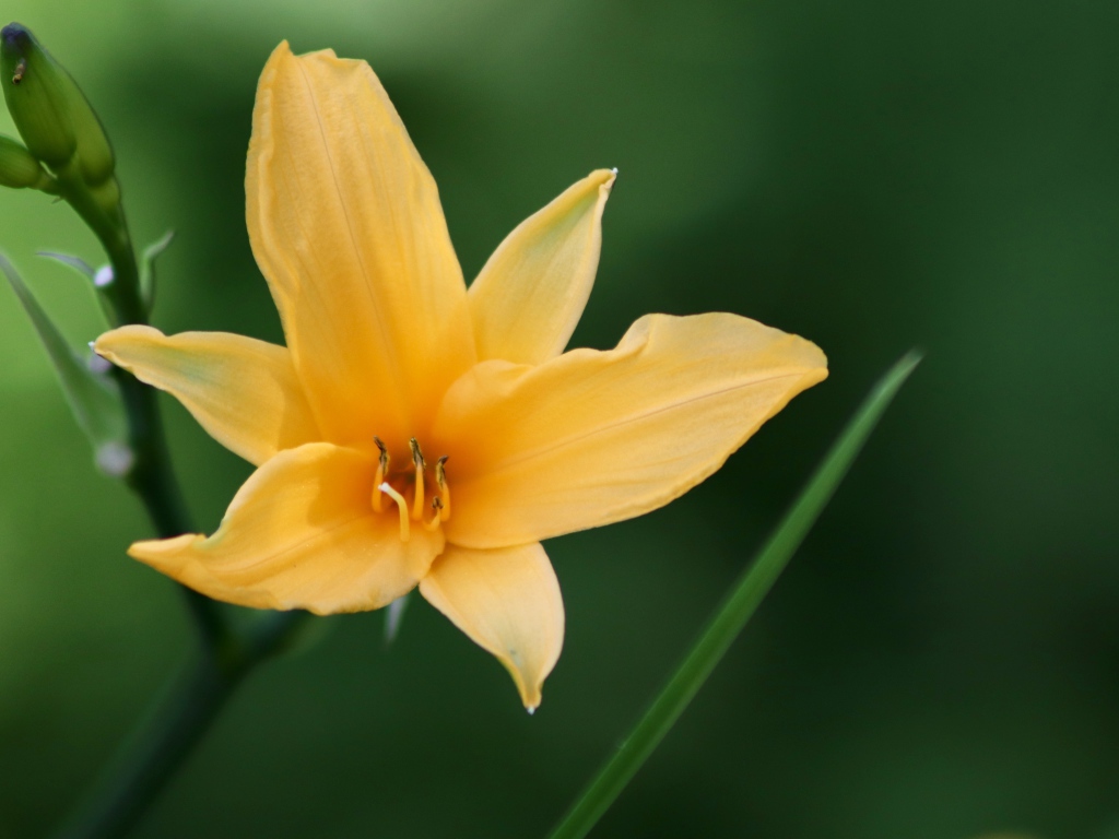 Желтая лилия с бутонами на клумбе крупным планом