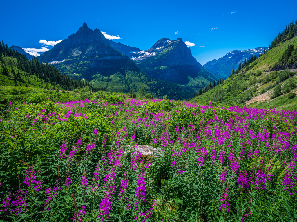 Розовые цветы у подножия горы на фоне голубого неба