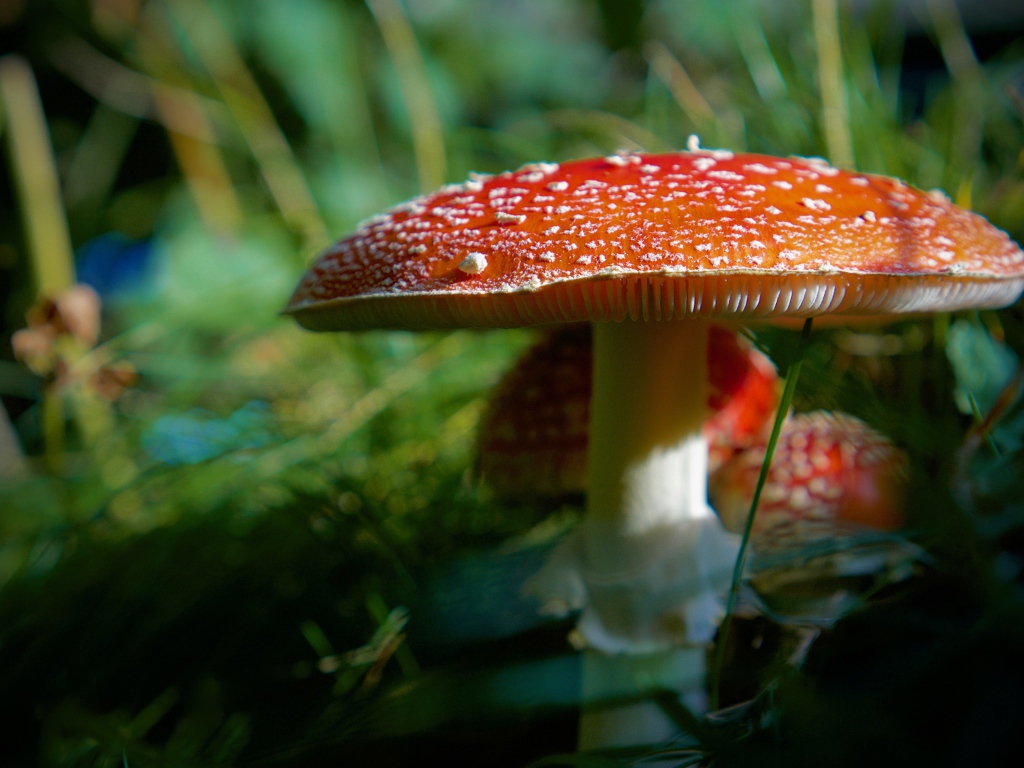 Большой красный мухомор с маленькими в лесу 
