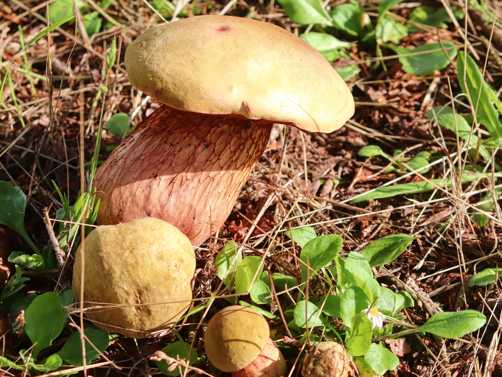 Большой белый гриб на траве в лесу