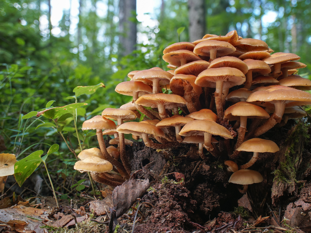 Грибы опята на трухлявом пне