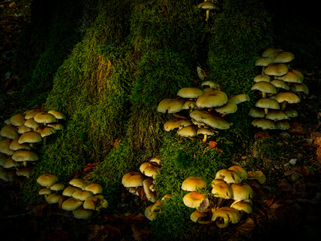 Много грибов на покрытом мхом дереве