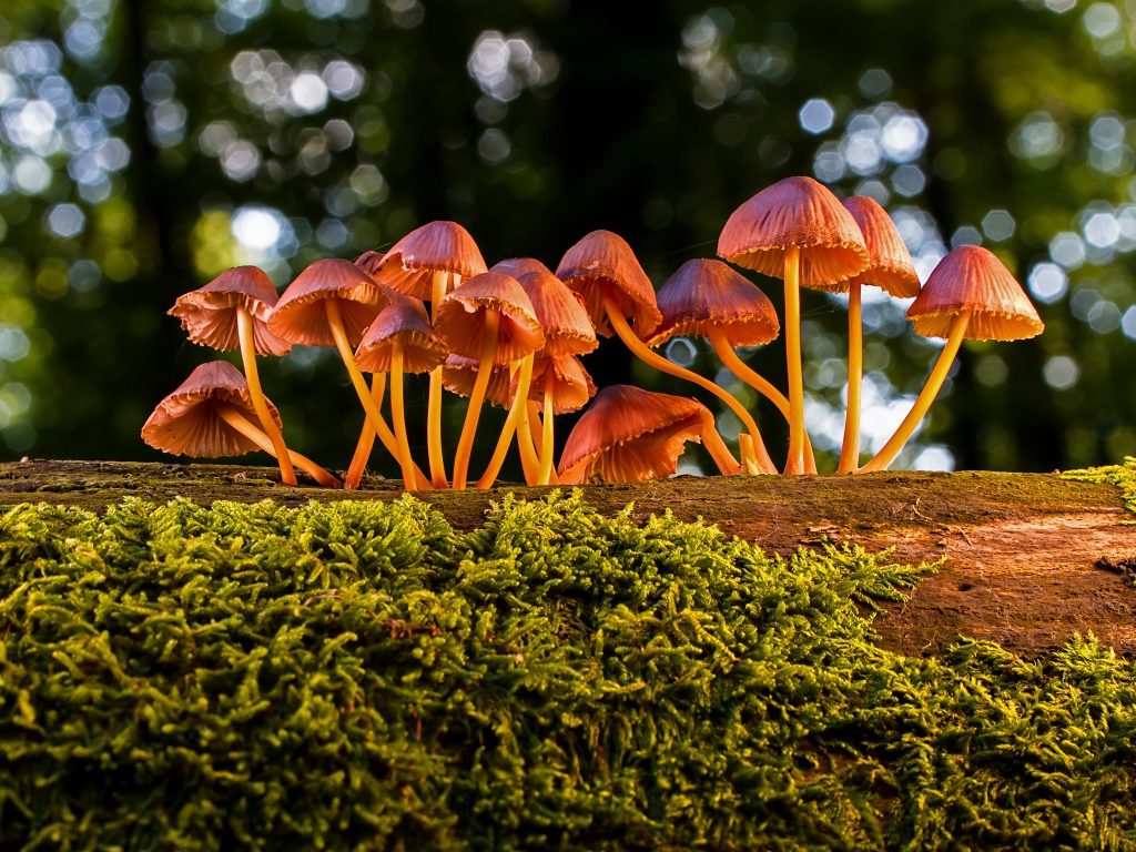 Маленькие грибы поганки на покрытом мхом дереве