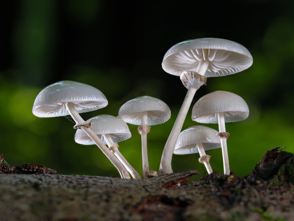 Белые грибы поганки крупным планом