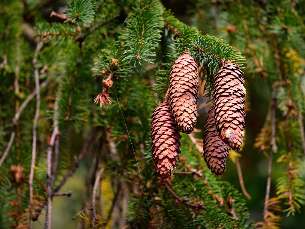 Большие коричневые шишки на колючей ветке ели 