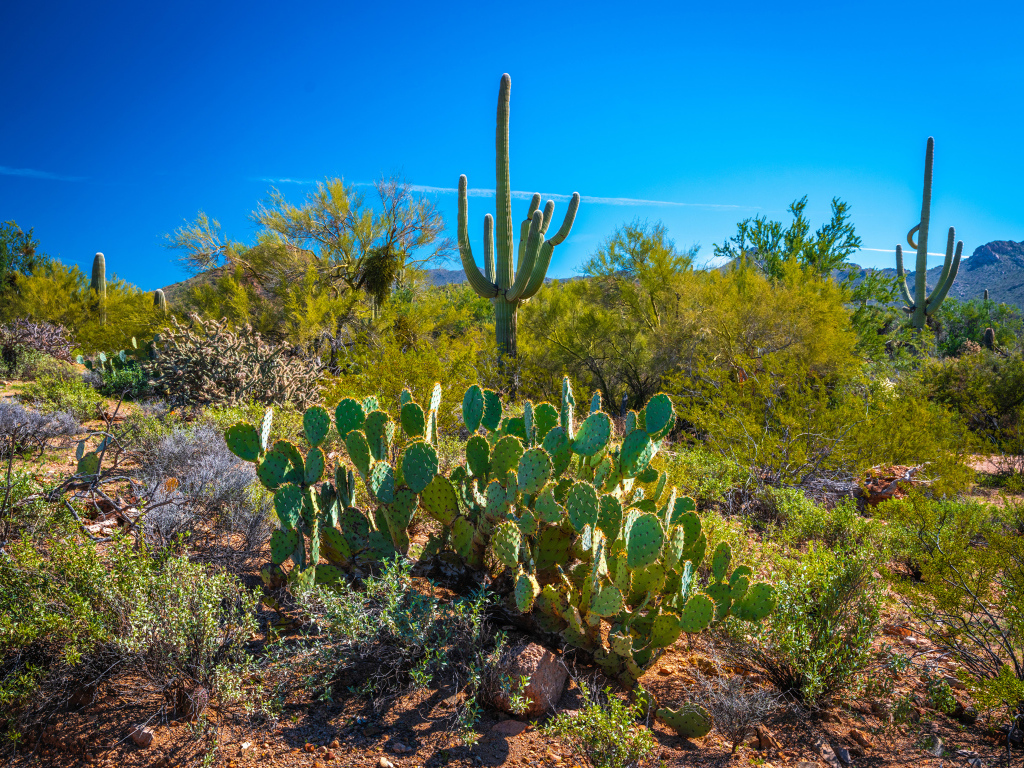 Зеленые кактусы под красивым голубым небом, США 