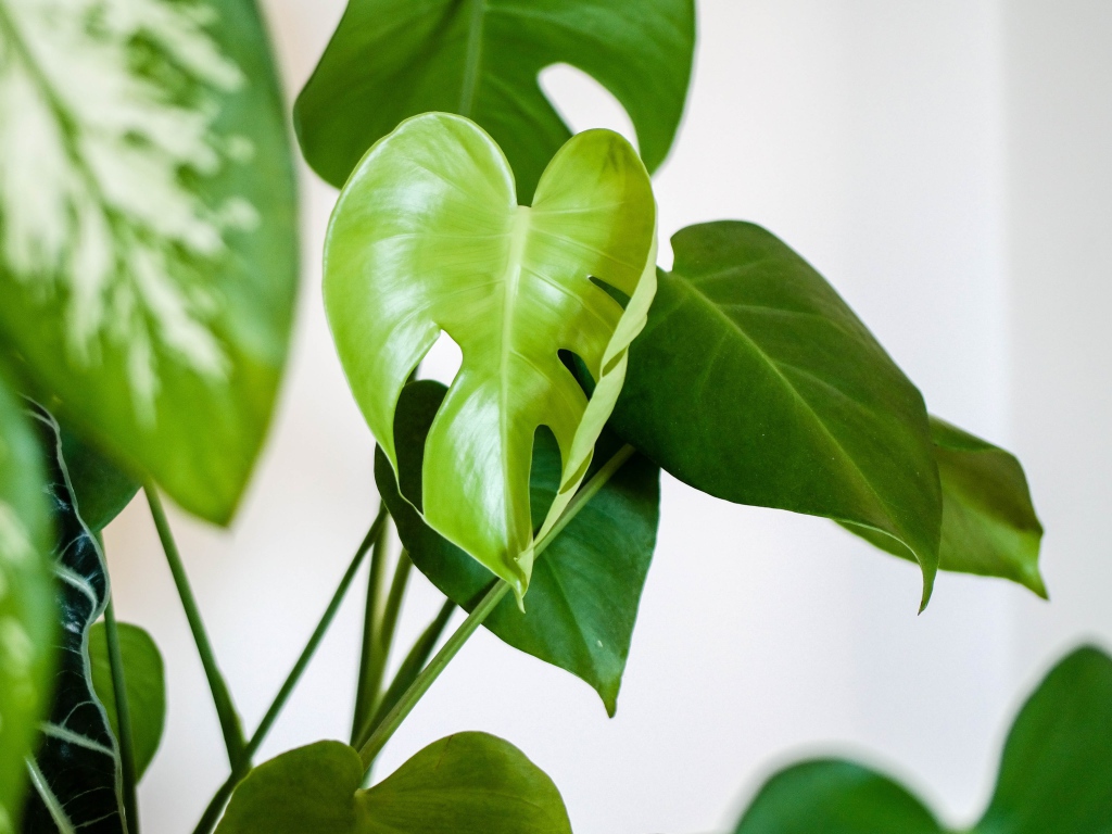 Зеленые листья цветка антуриум 