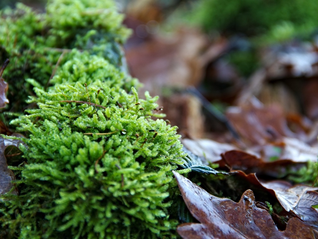 Зеленый мох  на покрытой листьями земле 