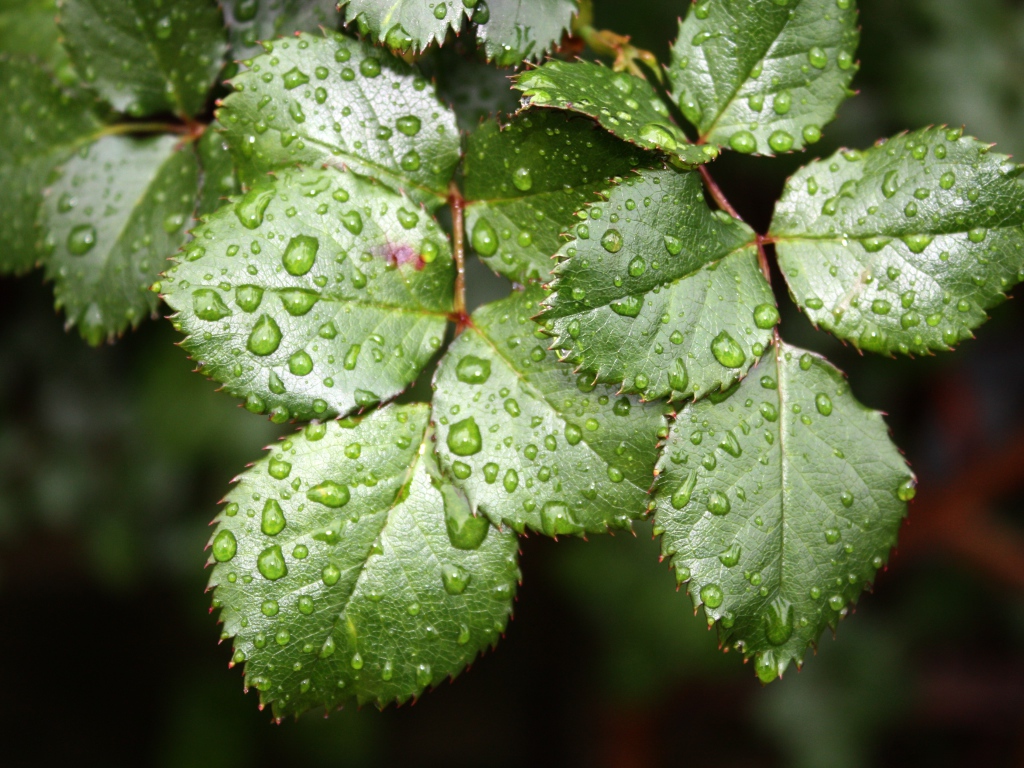 Зеленые листья розы в каплях воды