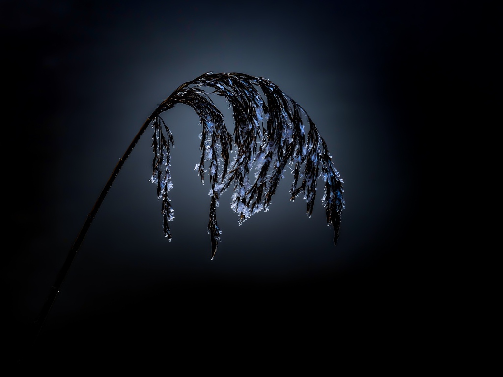 Колосок в инее на черном фоне 