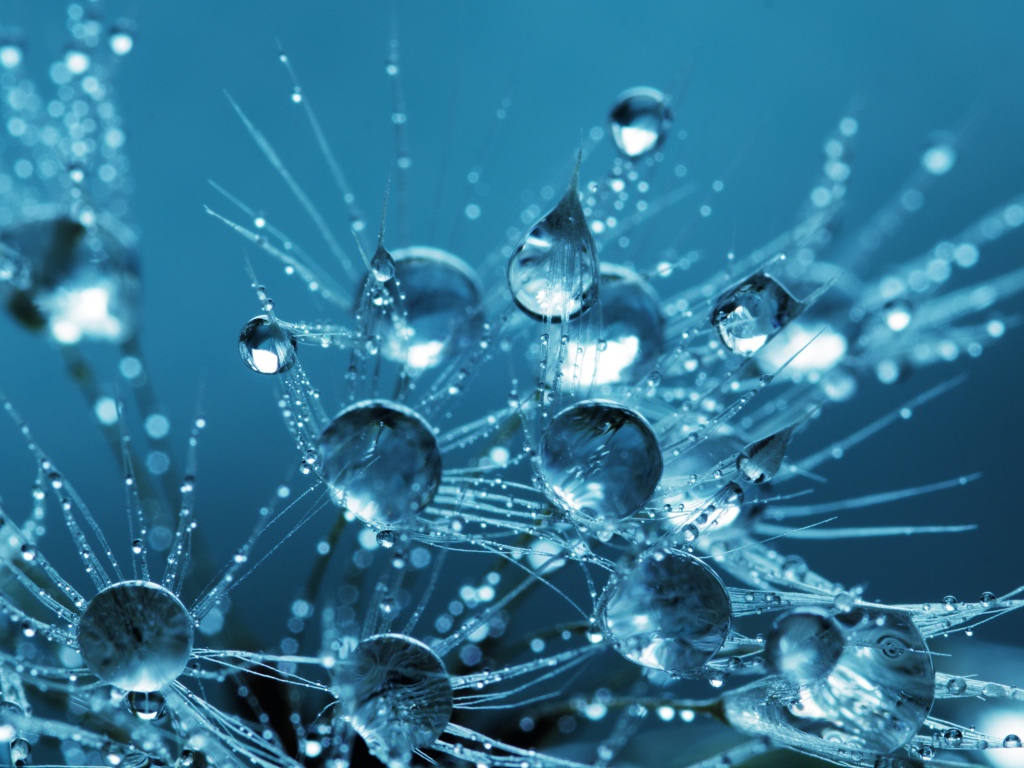 Белые пушинки одуванчика в каплях воды 