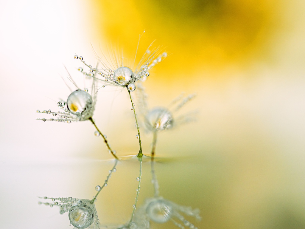 Белые пушинки одуванчика с каплями росы