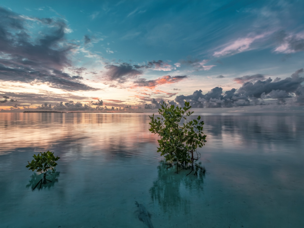 Зеленые ветки в  чистой воде озера 