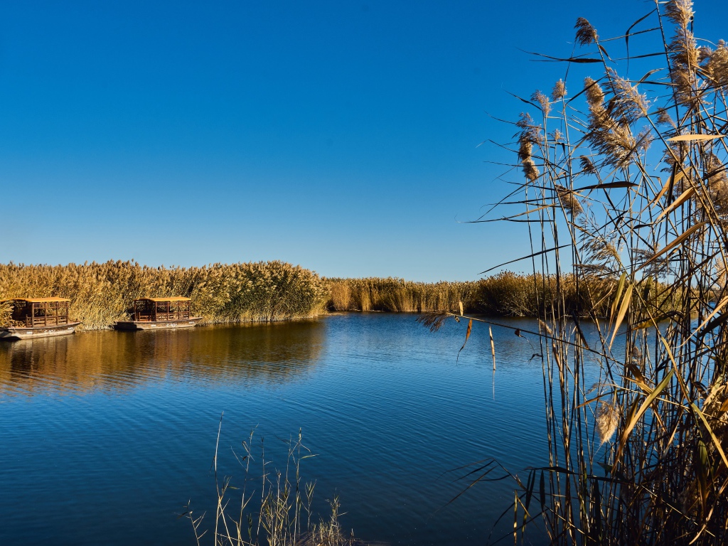 Камыши на берегу озера летом