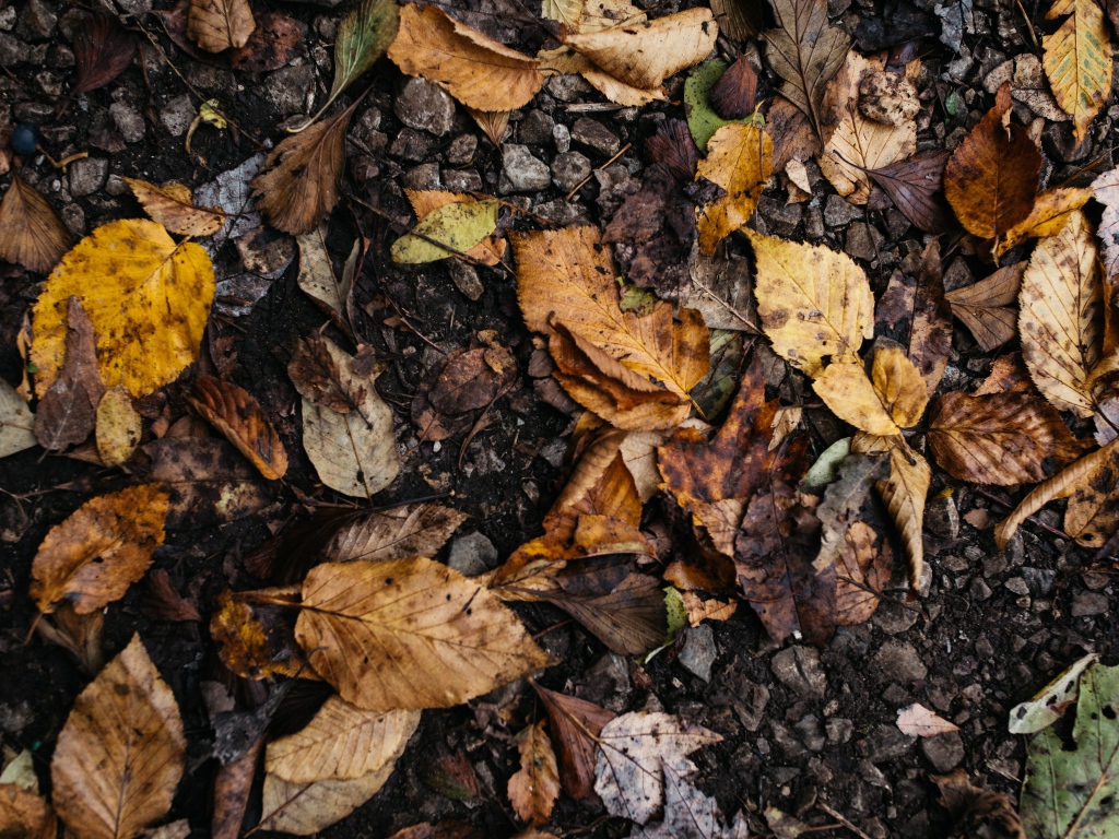 Грязные опавшие листья на земле 