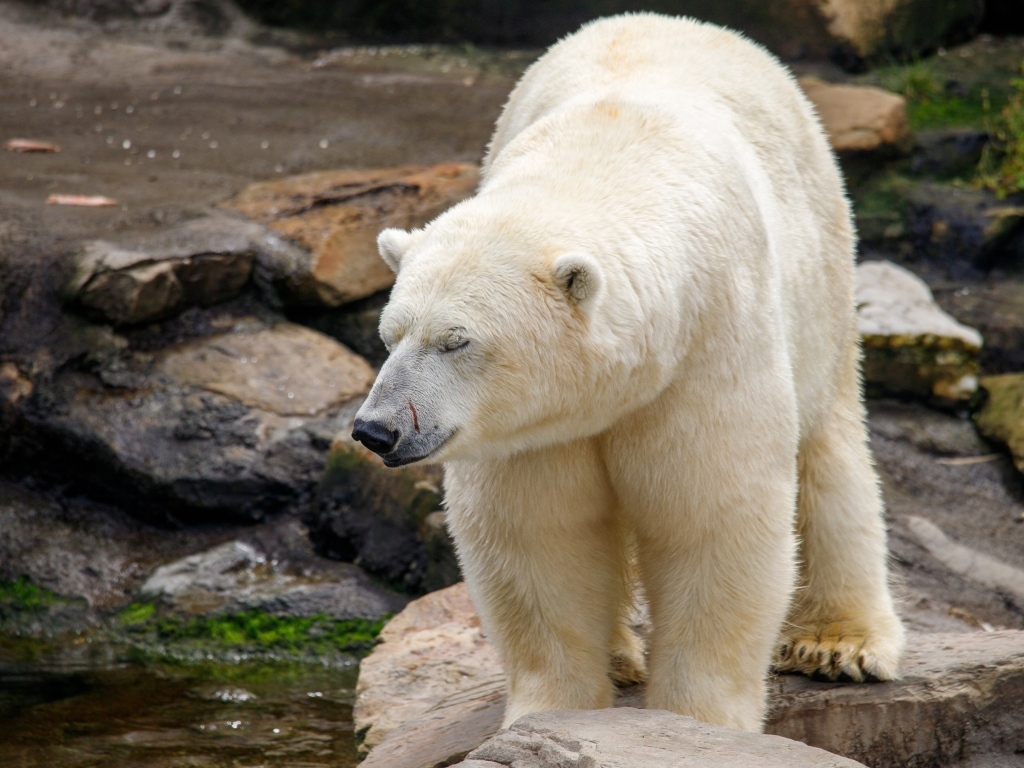 Большой белый медведь стоит у воды в зоопарке